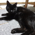 愛くるしい黒猫ちゃん