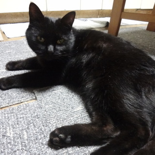 愛くるしい黒猫ちゃん