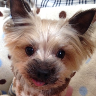 おもちゃ大好き！活発な子　あんず