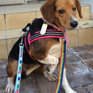 少しずつ馴れてきている「いく」です。