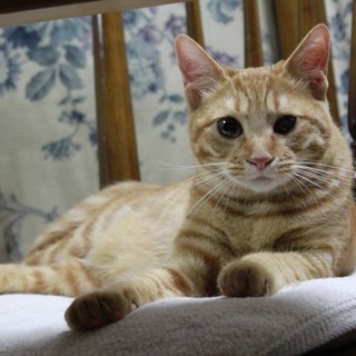 ちゃとらのちゃこちゃん♪