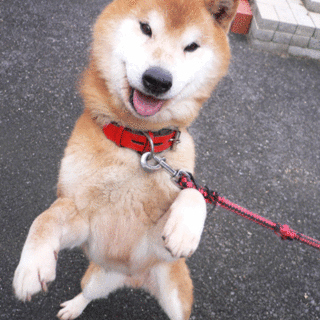 収容犬 シバ蔵　いつも笑顔です！