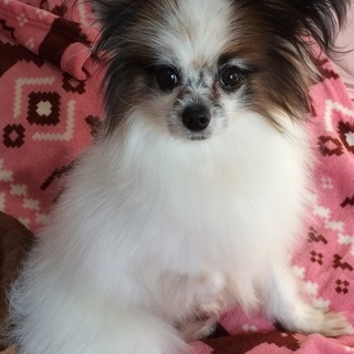 パピヨン　推定６～７歳の男の子　ぽん太の里親募集