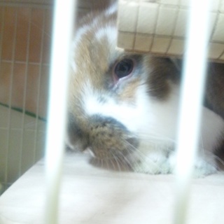 ホーランドロップの優しい里親様募集