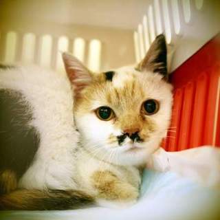 多頭飼育放棄Ｋ宅猫　ビックリちゃん