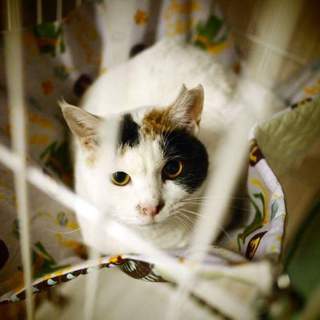 多頭飼育放棄Ｋ宅猫　チャーミーちゃん