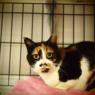 多頭飼育放棄Ｋ宅猫　かぶきちゃん