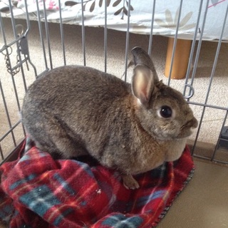 最後まで可愛がって下さる方へ