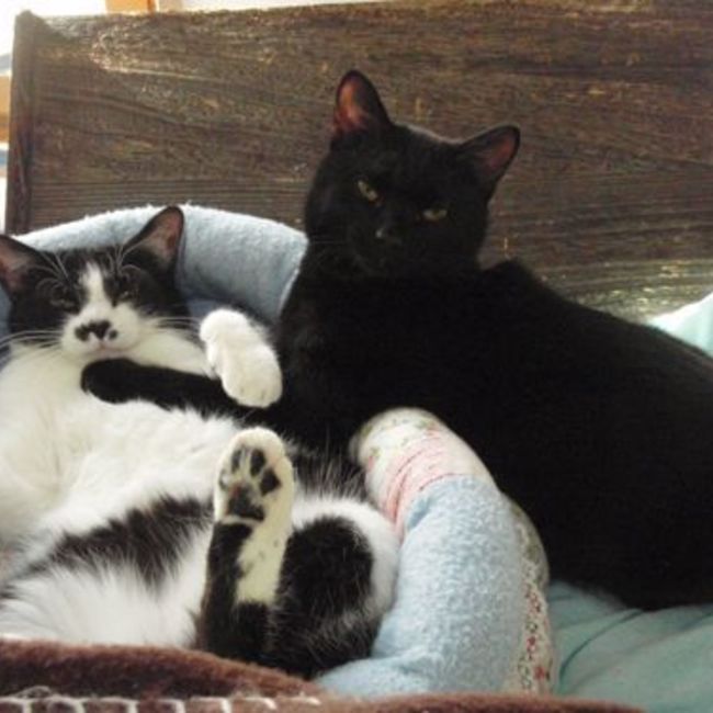 ぴぐも のカバー写真