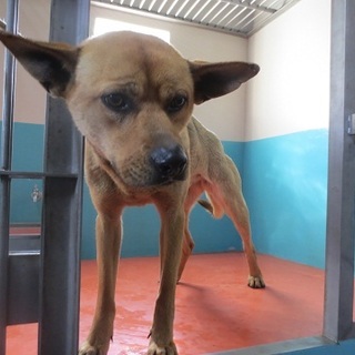 譲渡されたそうです！！