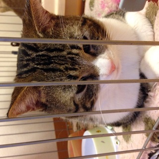 愛知県名古屋市:猫里親募集