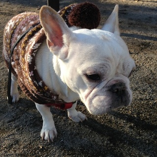 里親様決定！フレンチブルドッグ7歳女の子