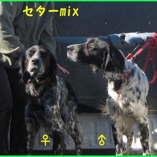 外飼いのミックス若犬2頭