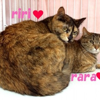 リリ＆ララ　仲良し姉妹　2才半甘えた　避妊済み