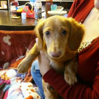 ミニチュアダックス7か月オス