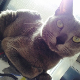 とても甘えたのロシアンブルー