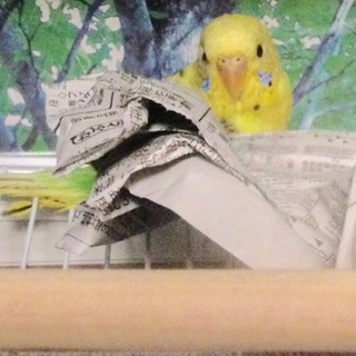 セキセイインコ里親募集