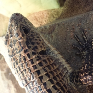 オニプレートトカゲ