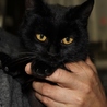 艶々美人黒子猫 サムネイル6