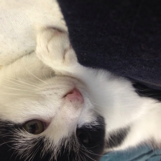 2匹の子猫の里親募集します