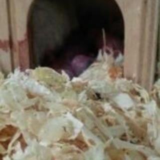 ジャンガリアンハムスター