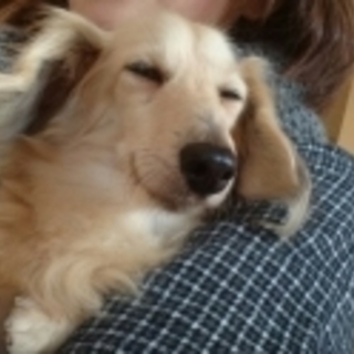 ニーハオの家族になっていただけませんか？