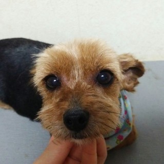 ヨークシャーテリアの里親募集