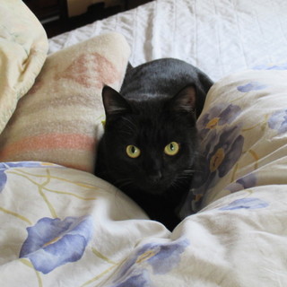 この子の家族になって下さい