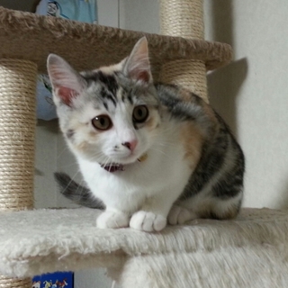 子猫の里親様を募集します！