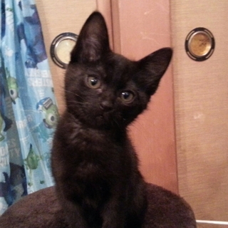 子猫の里親様を募集します！