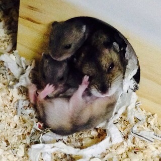 ジャンガリアンハムスター