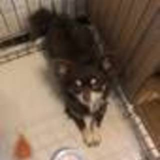 かわいいチワワです♪