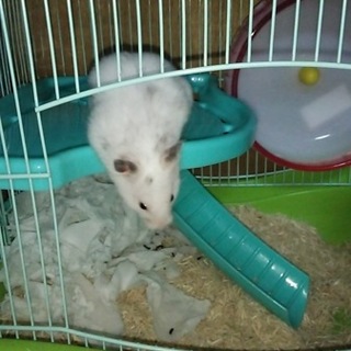 ダルメシアンゴールデンハムスター