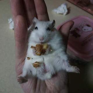 プディングジャンガリアンる