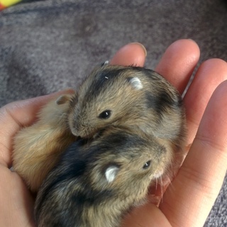 ジャンガリアンハムスターの子の里親さん