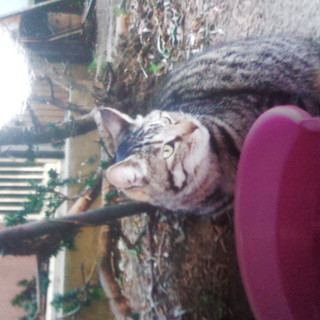 連れ去られたの。やっとお家、お外には戻りたくない。