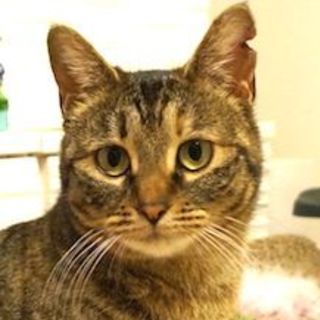 里親様が決定致しました