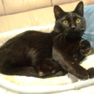 モアちゃん　黒の男の子　1歳半くらい