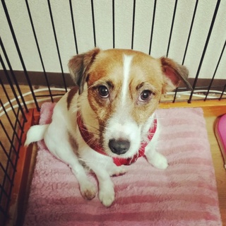 1歳6ヶ月ジャックラッセル