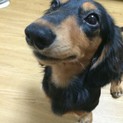 1歳6ヶ月ミニチュアダックスフンド