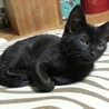 子猫の里親様を募集します！ サムネイル2