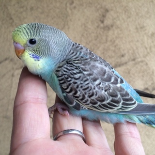 ご応募ありがとうございました。