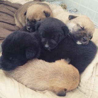 すべての子犬たちの里親がみつかりました。