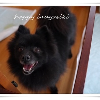 ポメラニアン♀７才