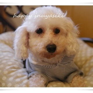 性格抜群の白プー♀６才、３キロ