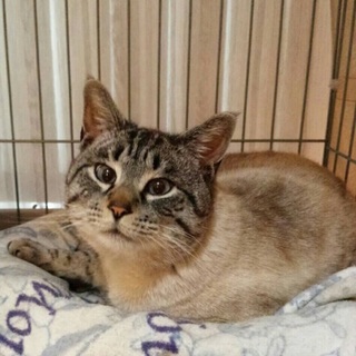 癒し系ぽちゃ猫、タイガーマスクなジャンボちゃん