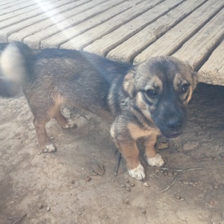 子犬の里親募集中です