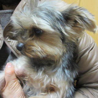 ベビーフェイス２才♂２キロ