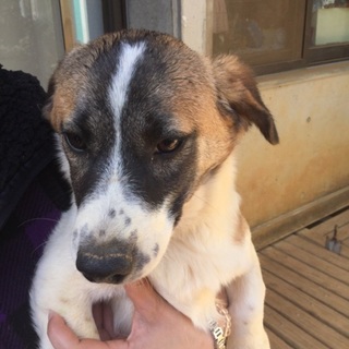 生後6ヶ月の子犬ちゃんです