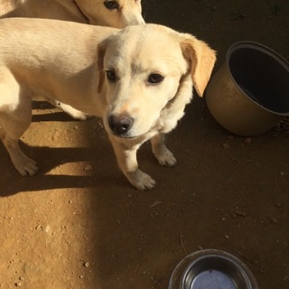 生後6ヶ月の子犬ちゃんです